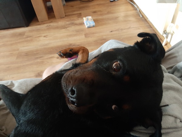 What joy do your pets bring to your life.?
