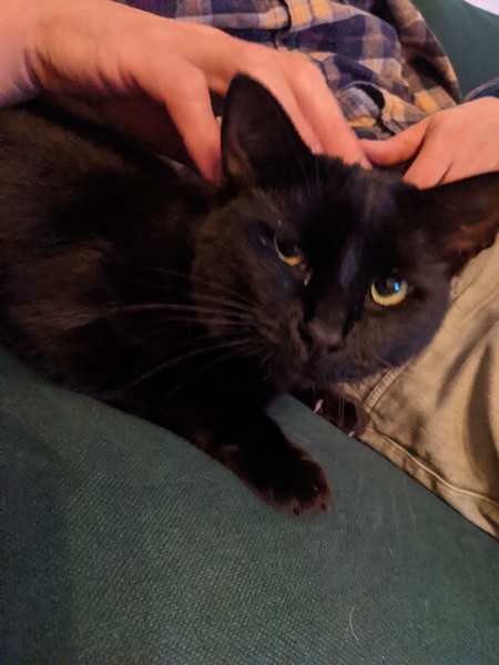 Neighbour stole cat :(