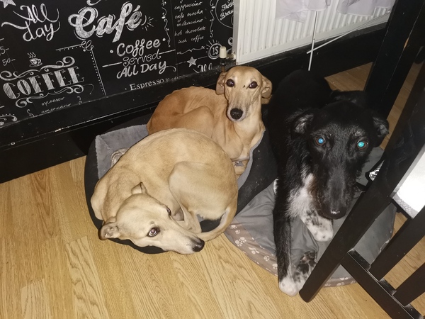 Greyhound or lurcher with cats?