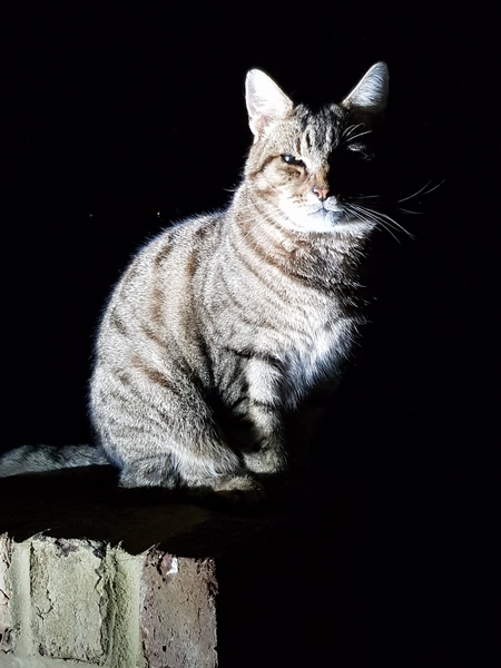 Thug cat part 3.  Unbidden guests are often welcomest when they are gone.