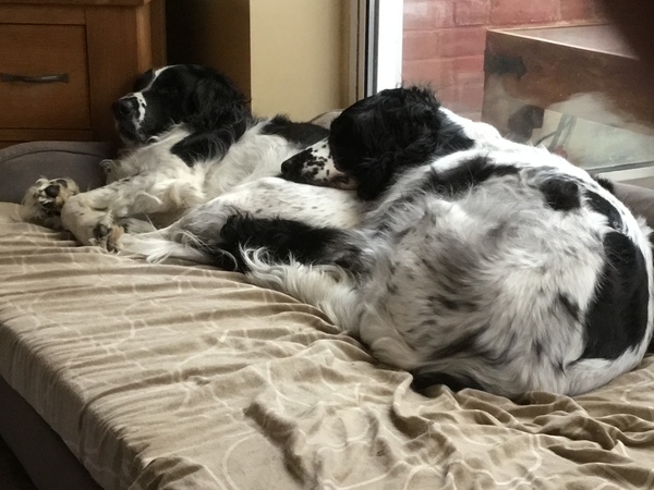 Pillow theft