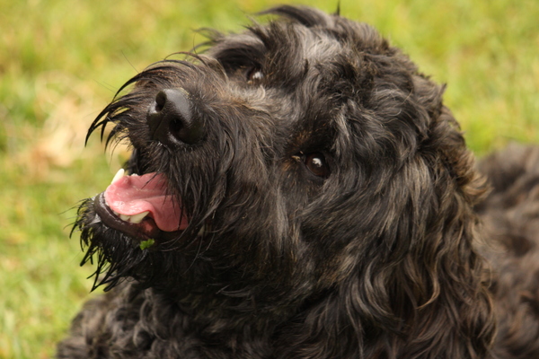 I had a fairly crappy day but my dear dog made everything worth it!