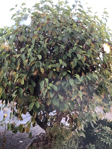 Please help- what is this plant?