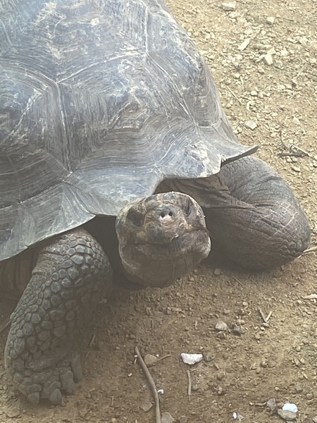 Frugal friends follow each other frugally through Hallowe'en, COVID all welcome