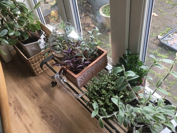 Indoor plant north facing room