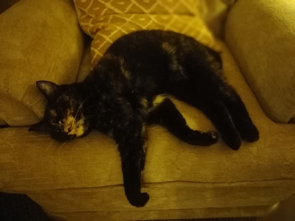 Tell me the pros and cons to having a cat- or any tips.