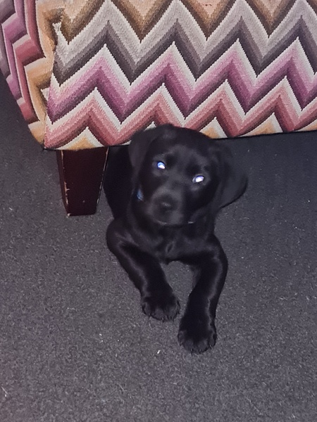 Puppy prices..