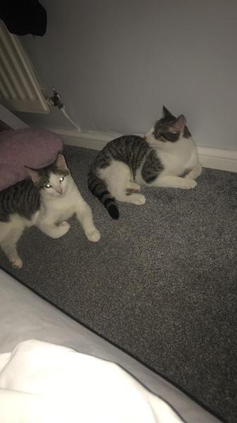Show me your kitties