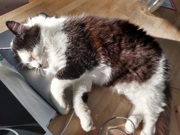 Harry, free to a good home!