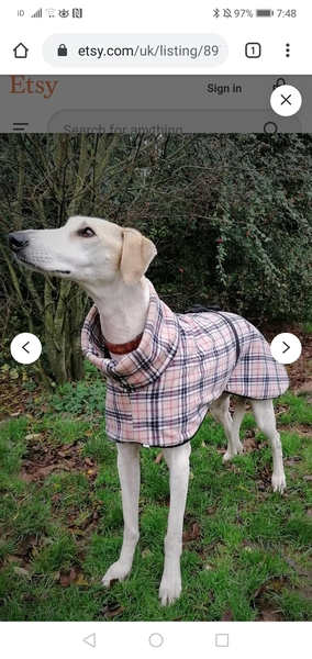 Please don't laugh...pyjamas for dogs?