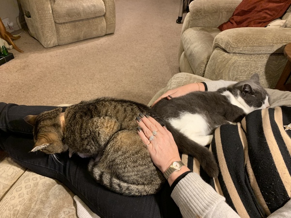 What's your DCat up to today? (Thread 8)