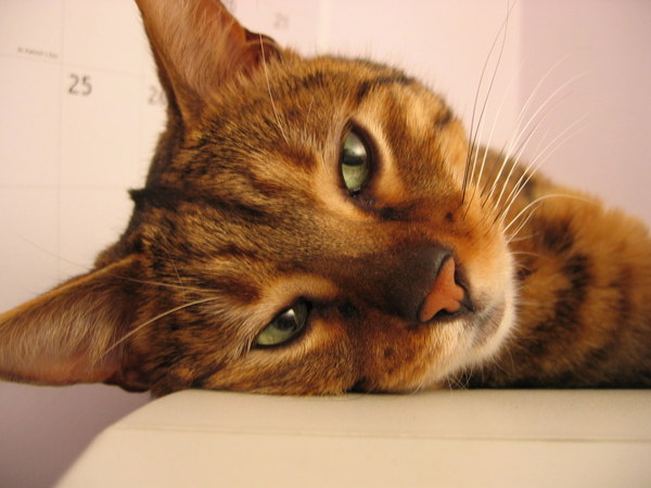 Anyone on here have a Bengal cat ?