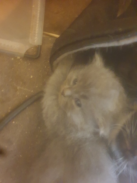 To keep all 4 kittens taking the total number of cats to 20!