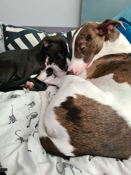 I know it's been done loads but which breed for us?