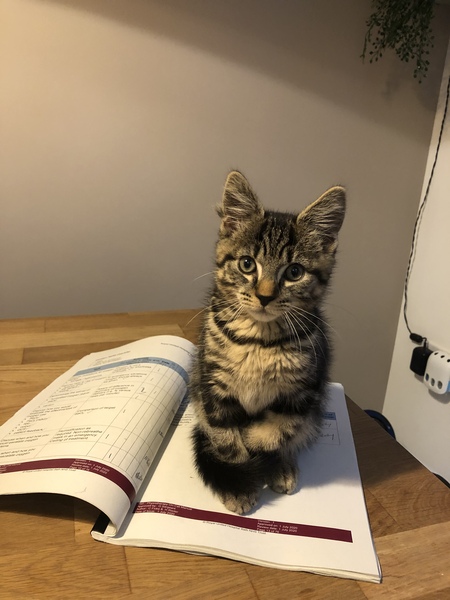 Kitten obsessed with laptops when working from home?!