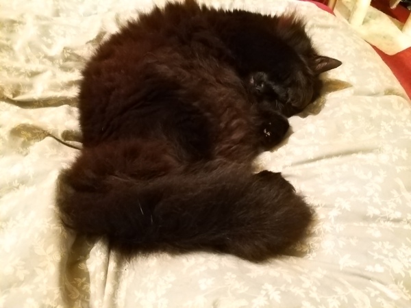 Diabetic cat, any experience?