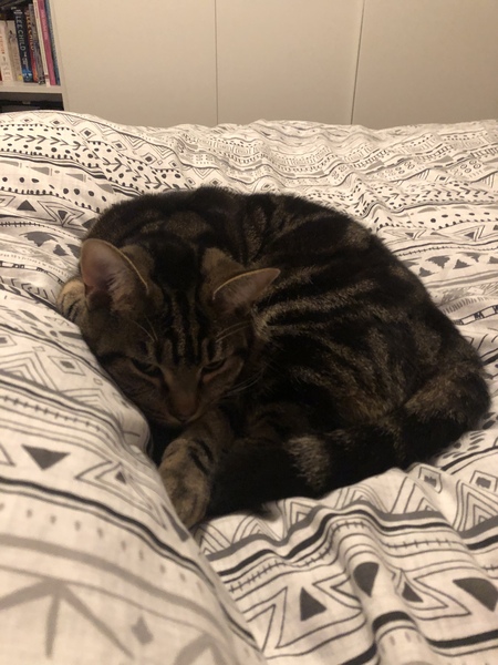 Captain V, Paws, catnip or dreamies?