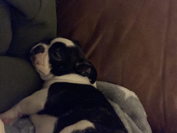 Puppy survival thread October/November!