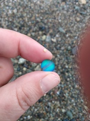What's the oddest thing you have found while beachcombing?