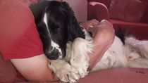 Why did you chose the breed of dog you did?