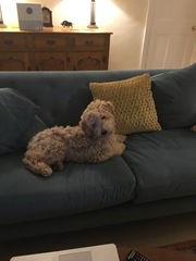 Spam me with your breed knowledge please