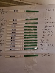 🐧 Penguin Huddle 🐧 Thread 36 - TTC after pregnancy loss