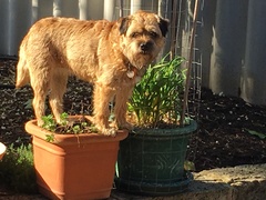 Border Terrier