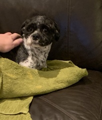 Dog very depressed after grooming