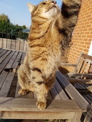 Thug cat part 3.  Unbidden guests are often welcomest when they are gone.