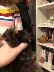 Captain V, Paws, catnip or dreamies?
