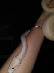 Snakes: have you ever seen one in the wild, in the UK or anywhere else ?
