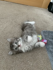 Anyone got a norwegian forest cat?