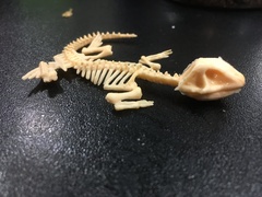 Can you identify this ‘fossil’