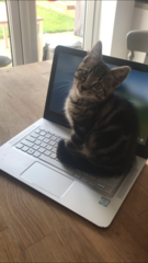 Kitten obsessed with laptops when working from home?!