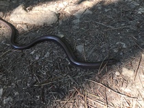 Snakes: have you ever seen one in the wild, in the UK or anywhere else ?
