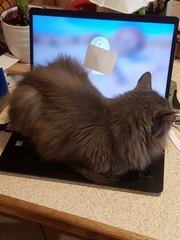What's your DCat up to today? (Thread 8)