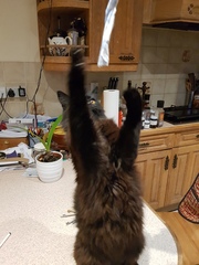 What's your DCat up to today? (Thread 8)
