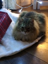 The Litter Tray Memorial Thread