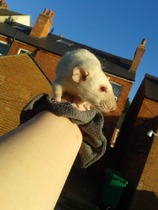 Rats in parks