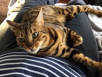 Anyone on here have a Bengal cat ?