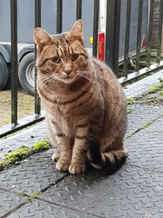 Thug cat part 3.  Unbidden guests are often welcomest when they are gone.
