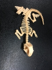 Can you identify this ‘fossil’