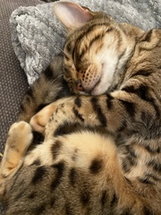 Introducing Rosie