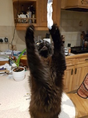 Advice for first time cat owners