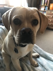 I think I’ve made a mistake getting a puppy
