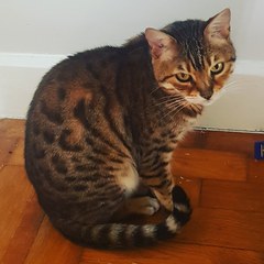 Anyone on here have a Bengal cat ?