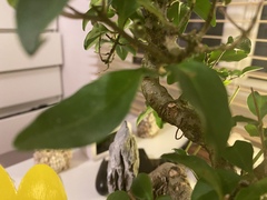 Help me understand my Bonsai.
