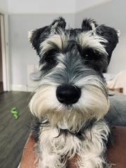 Why did you chose the breed of dog you did?