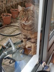 Thug cat part 3.  Unbidden guests are often welcomest when they are gone.
