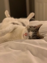 Help Needed with a very Aggressive Rescue Cat